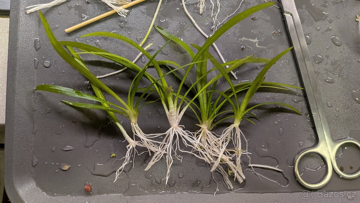 Prostřih akvarijních rostlin - 8