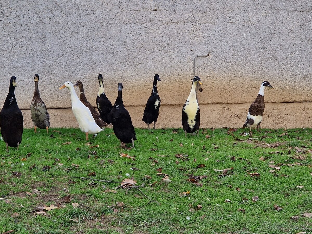 Indický běžec - 8