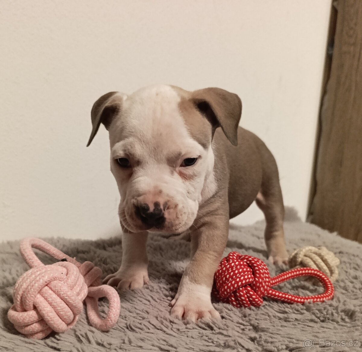 American Bully Standard - 8