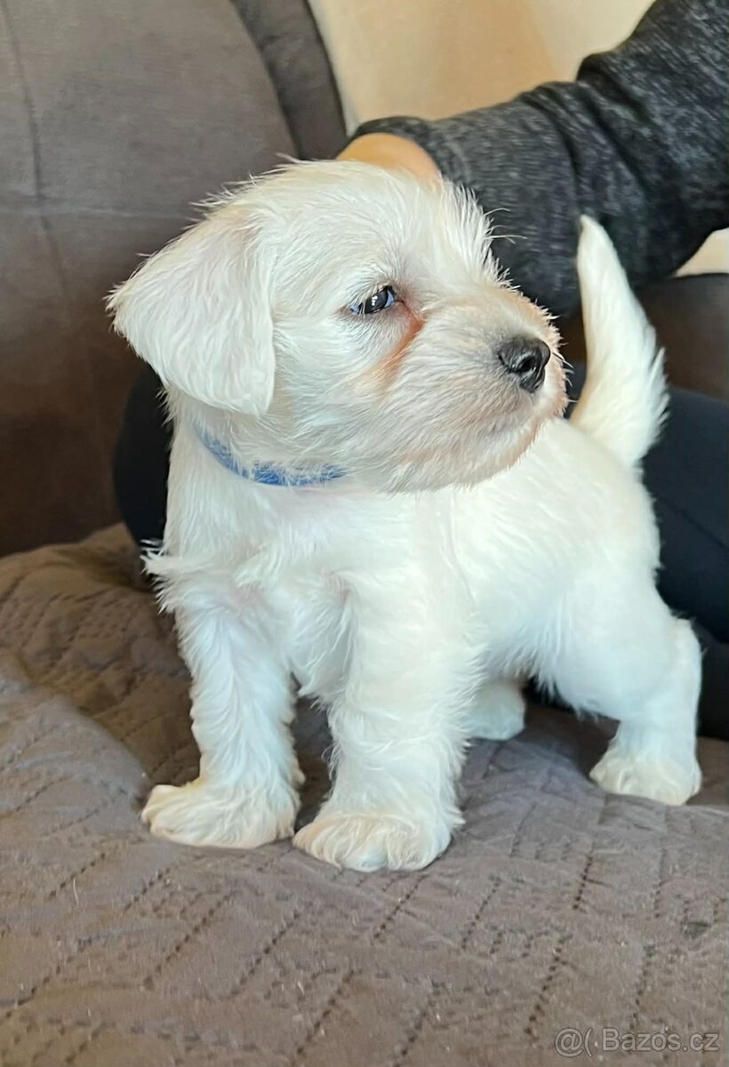 Knírač malý bílý s PP - 8