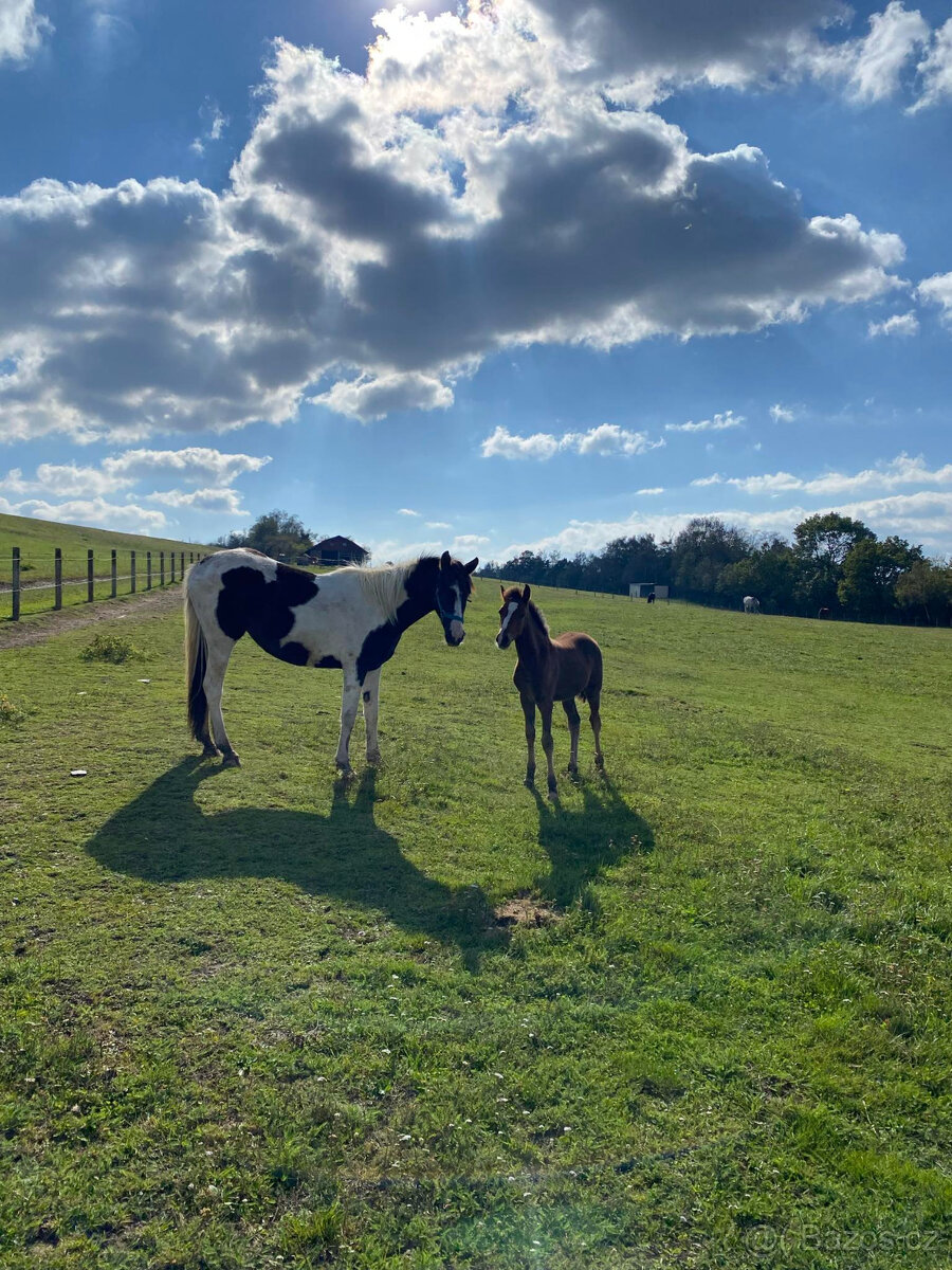 Nabízím k prodeji klisnu BAROCK PINTO - 8