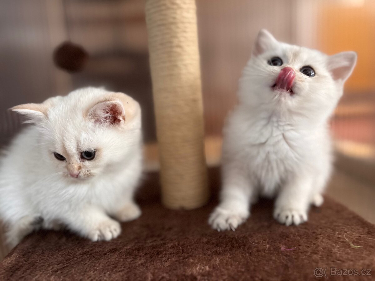 Britská koťata - 8