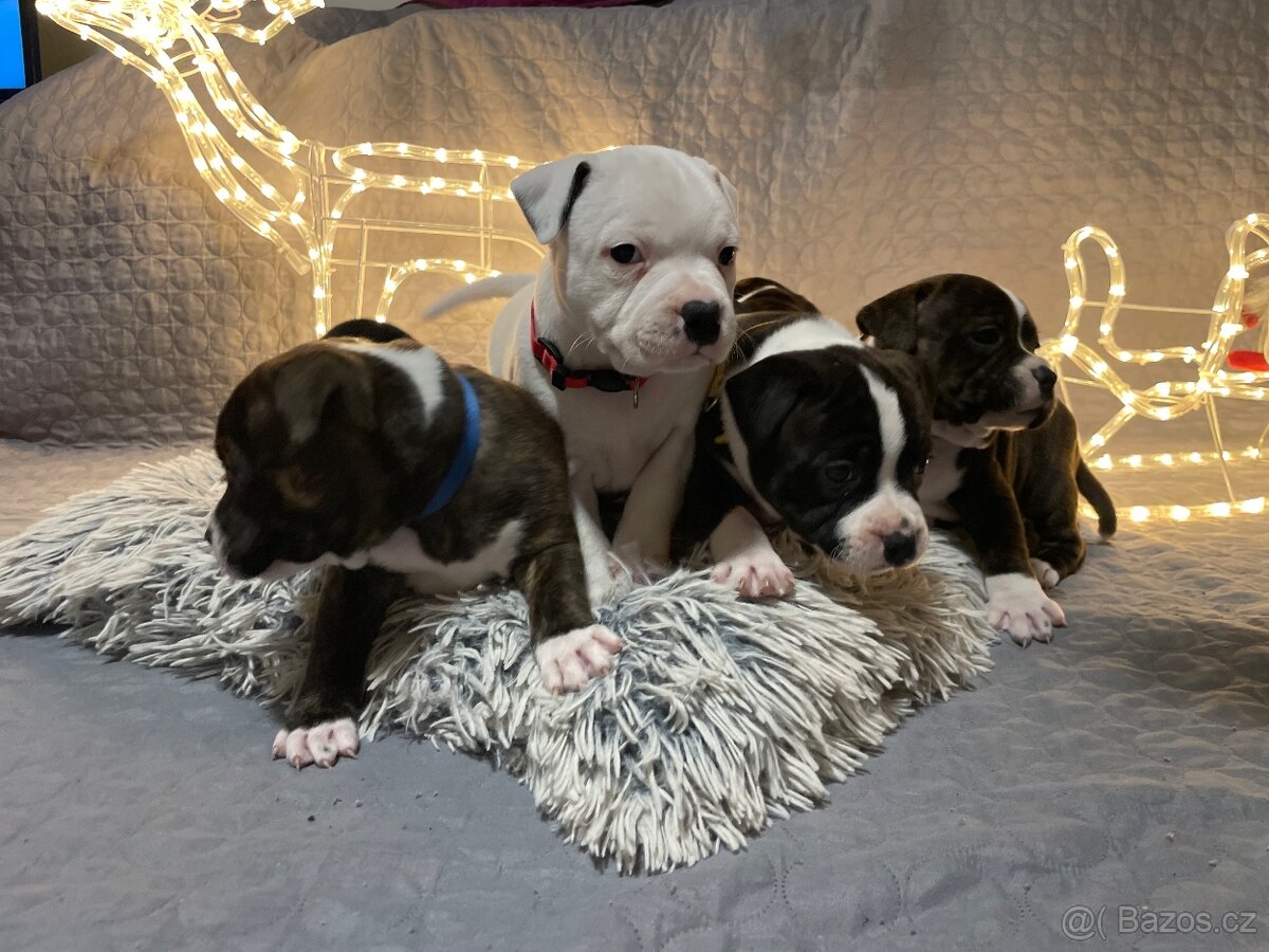 Stafordširský bullterier - štěňata s PP - 8
