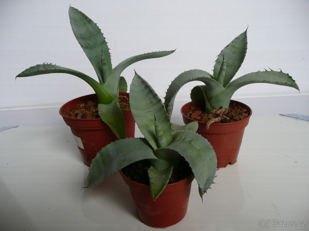Agave americana - 8