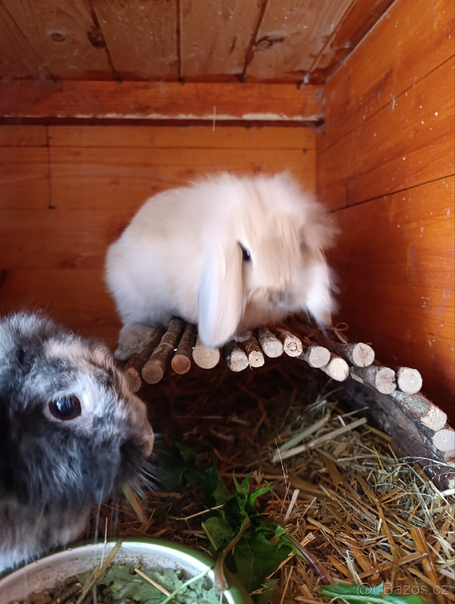 Zakrslí králíčci, lvíček, minilop - 8