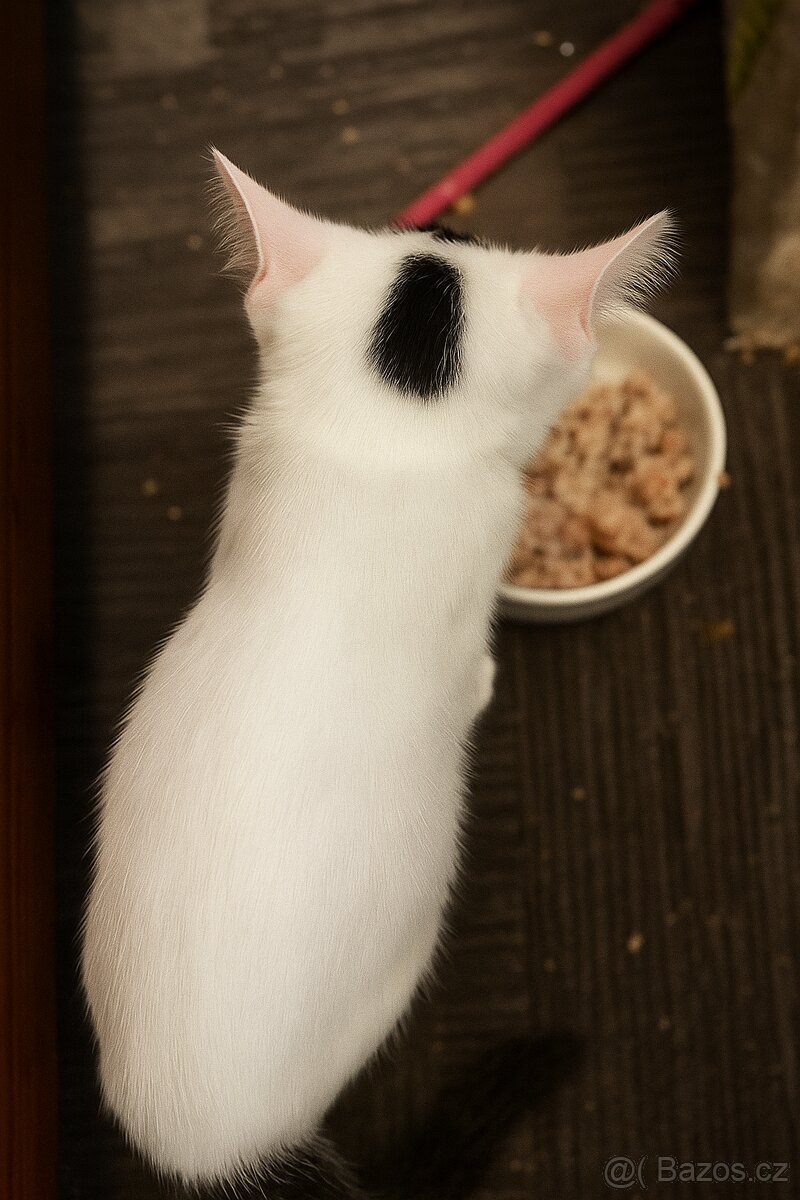 Koťata Kotátka - 2 měsíční (+ mámy) - 8