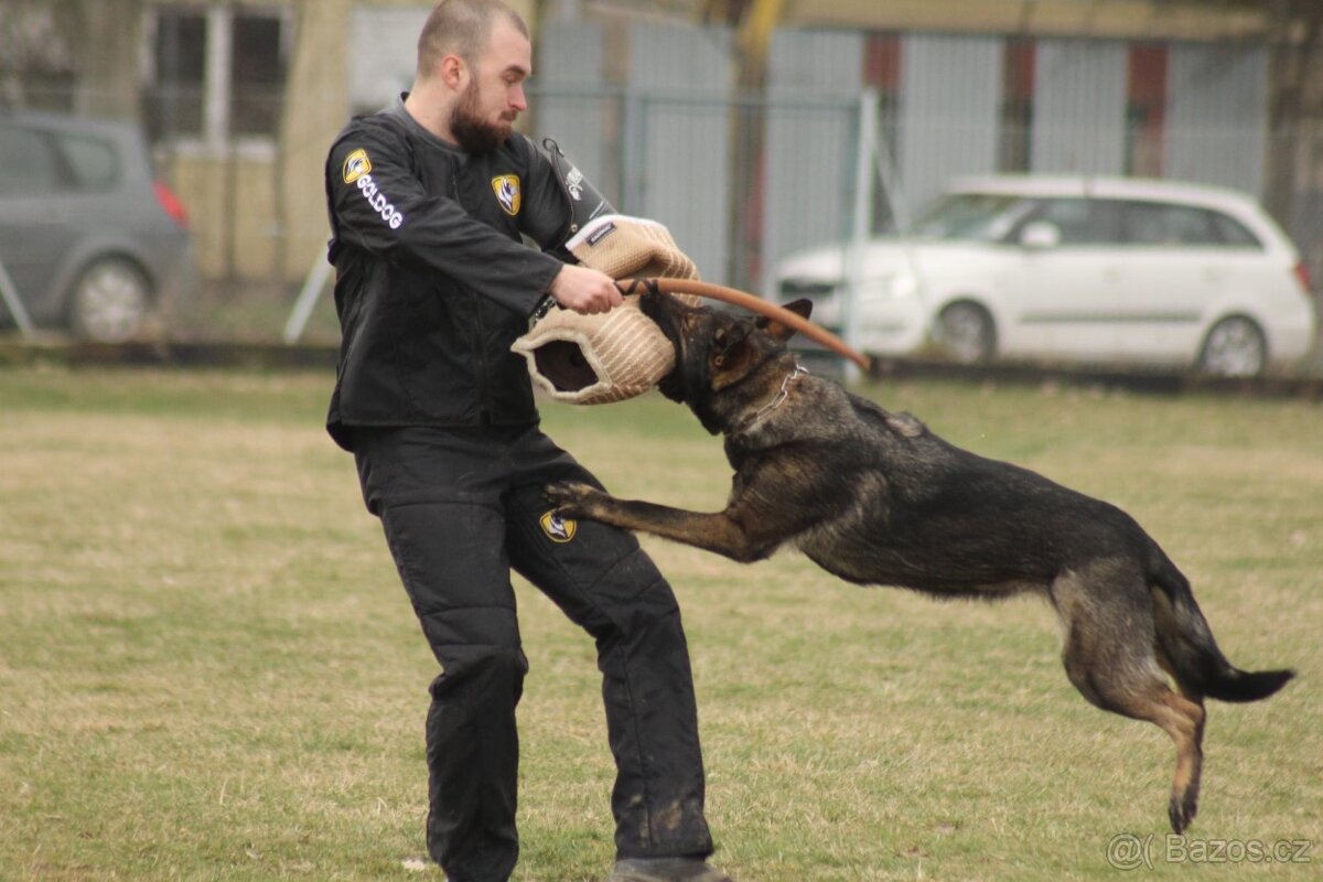 Německý ovčák - štěňátka s PP - 8