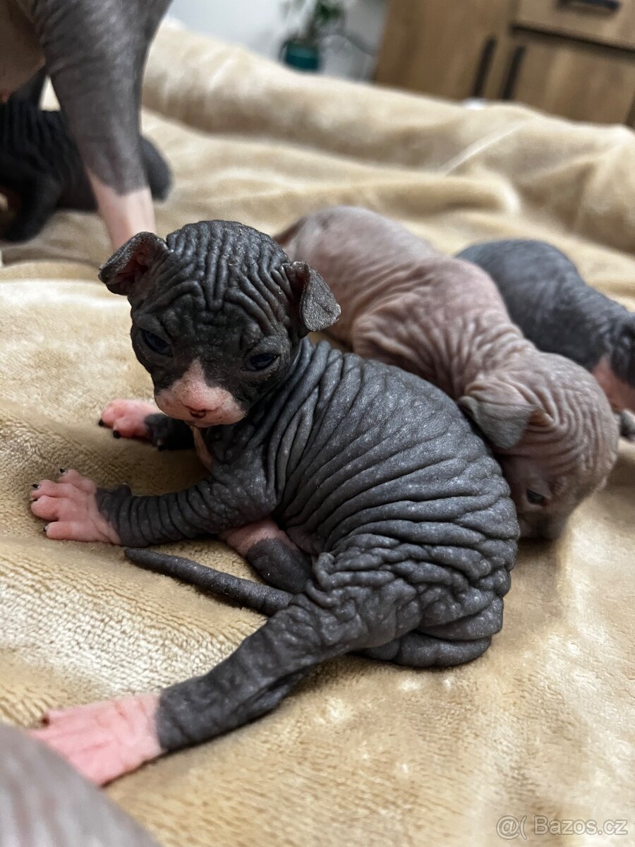 Kanadský sphynx - 8