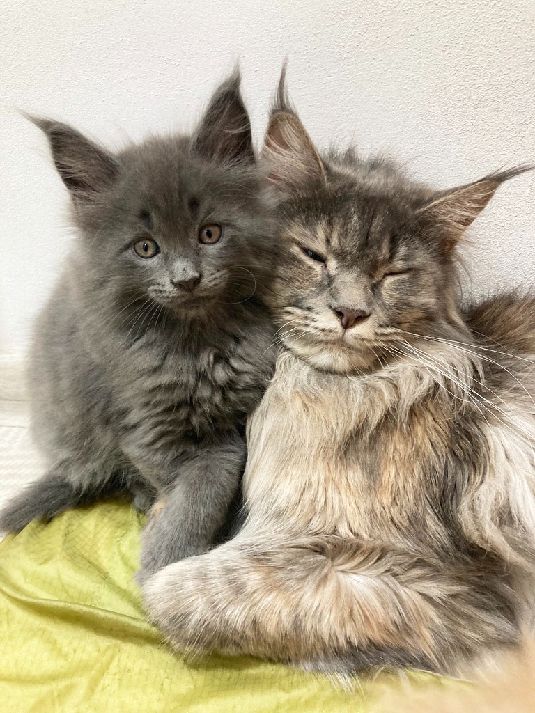 Mainská mývalí, koťata - 8