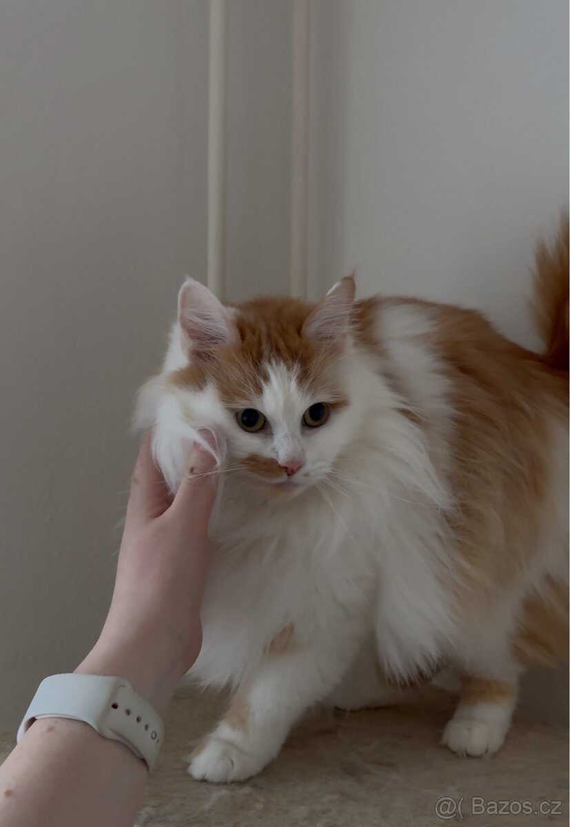 Kočky typu Mainské mývalí bez PP - 8