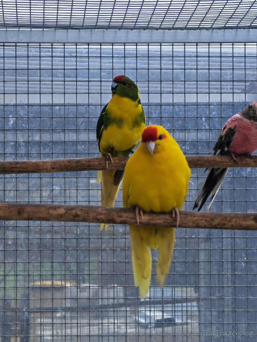 Kakariki rudočelý pár - 8