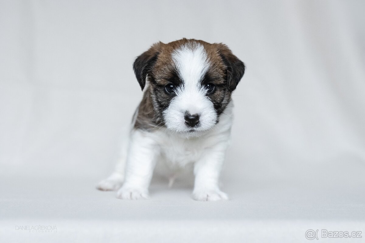 Jack Russell Teriér s PP - 8