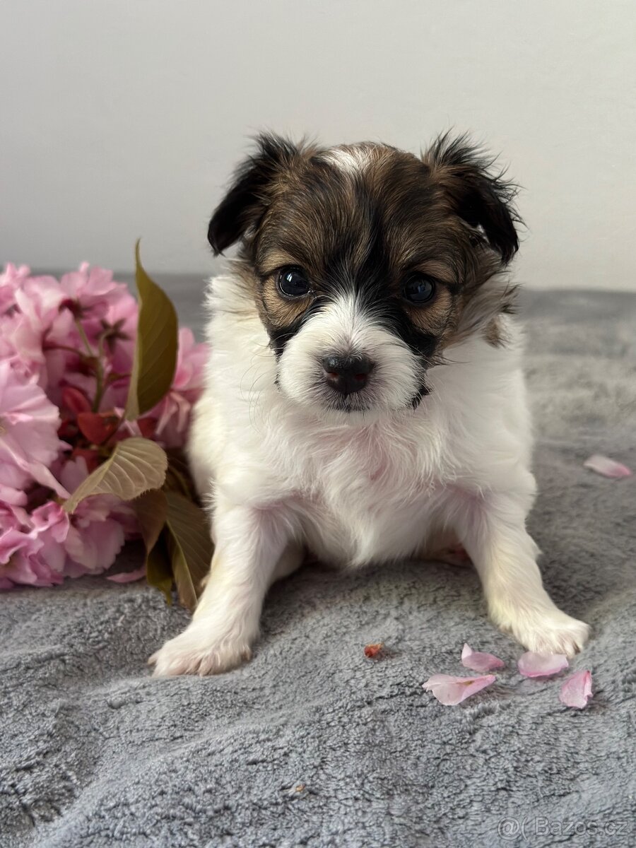 Papillon s PP - 8