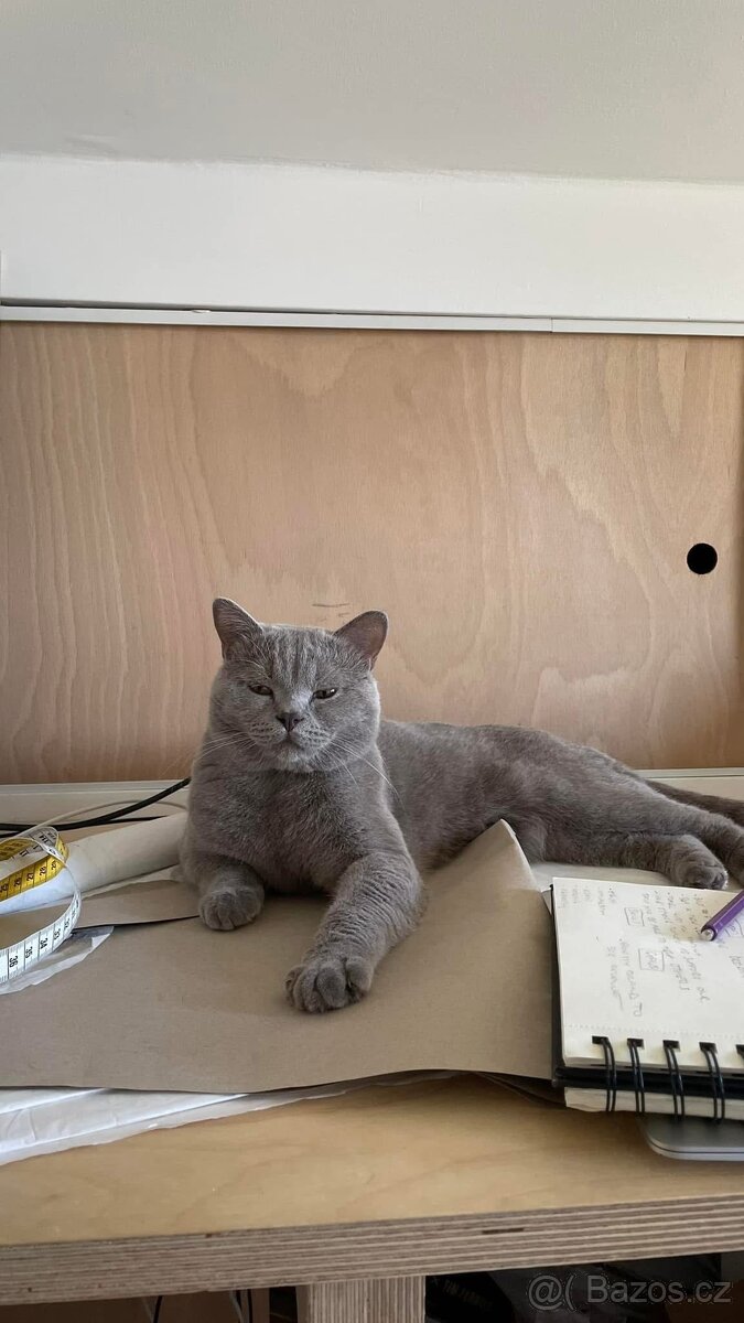 Britský kocour ke krytí - 8