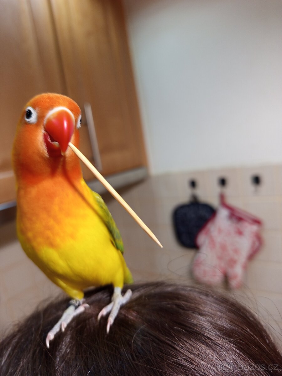 Agapornis s klecí - 8