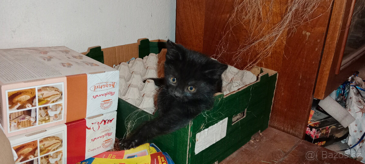 DARUJEME koťátka, koťátko, kotě, kocourka, kočičku - 8