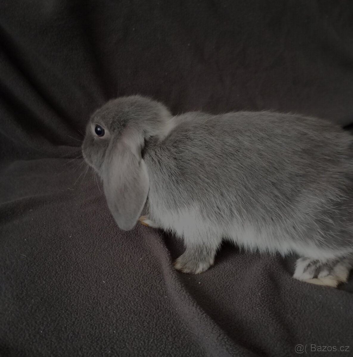 Zakrslý beránek králíček - 8