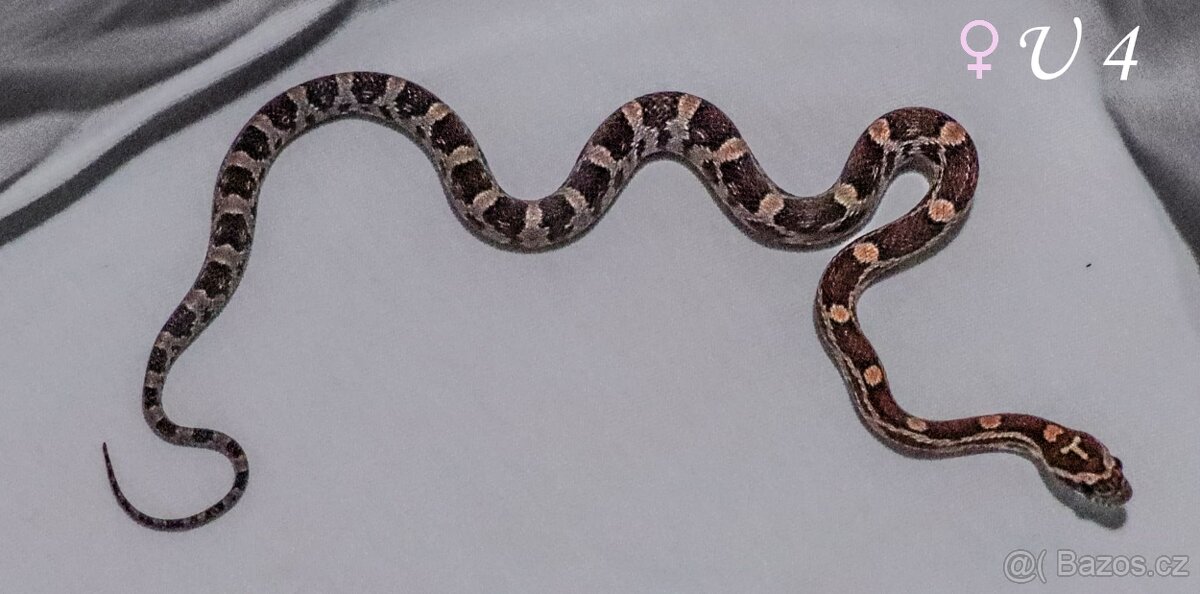 Užovka červená - mláďata - 8
