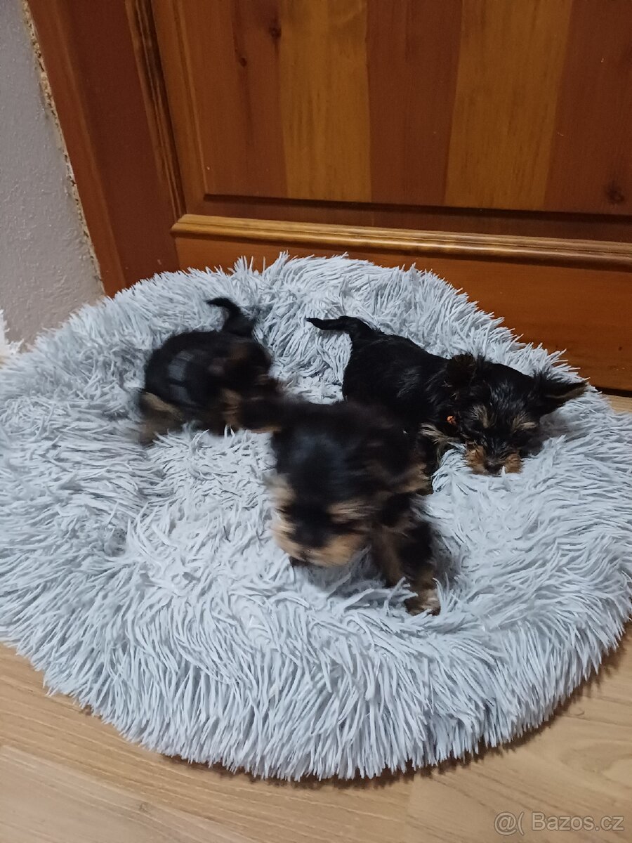 Jorkšírský terier - 8