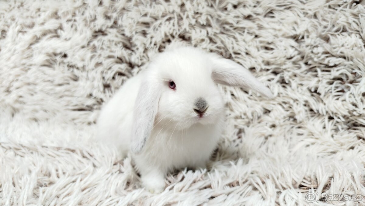 Zakrslý beránek, králíček, králík - MOLLY A MATEO - 8