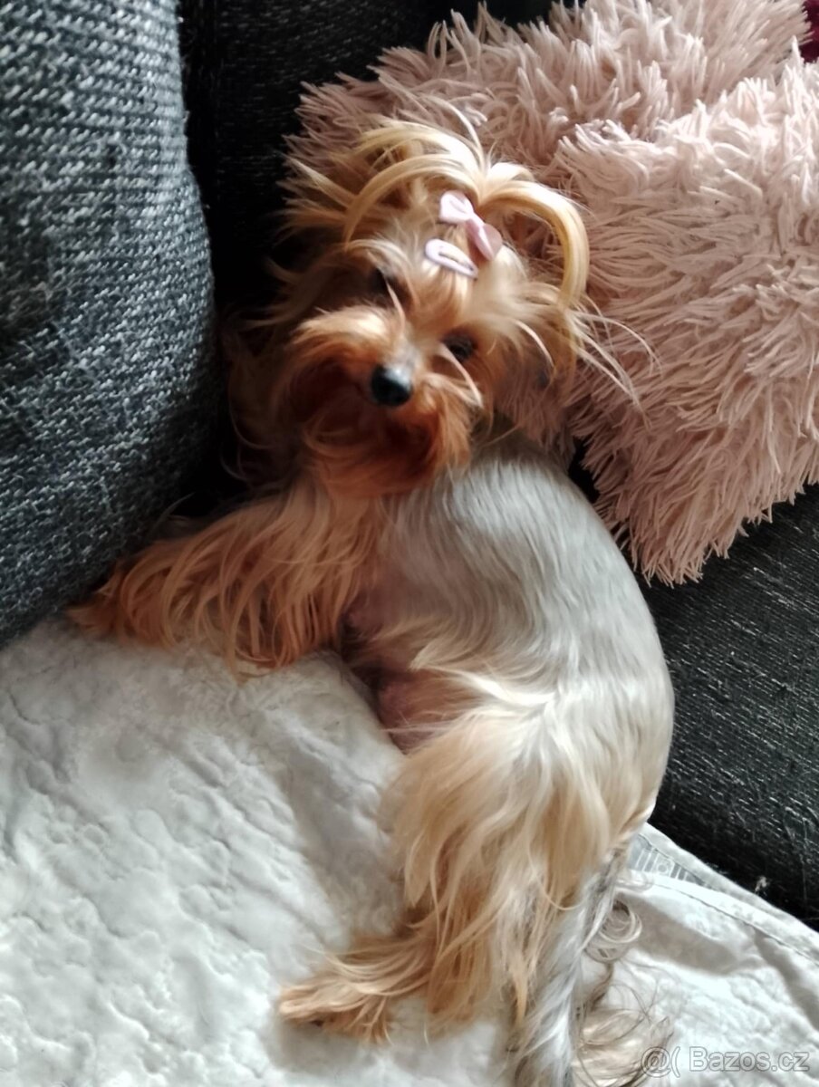 Jorkšírek Maxík- 3 roky - 8