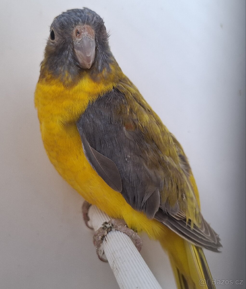 Neoféma tyrkysová žltobruchá - 8