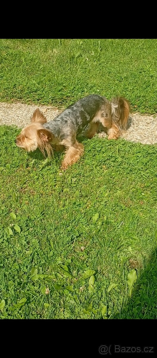 Jorkšírský teriér Blue Merle - 8