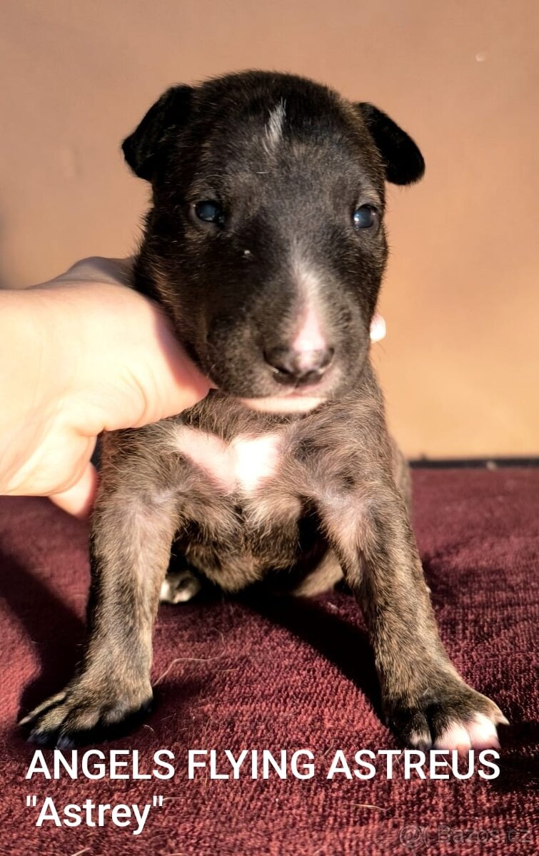 Anglický Bulteriér - 8