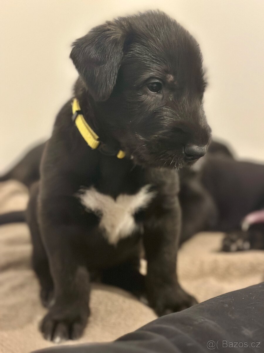 Írsky vlkodav s PP - 8