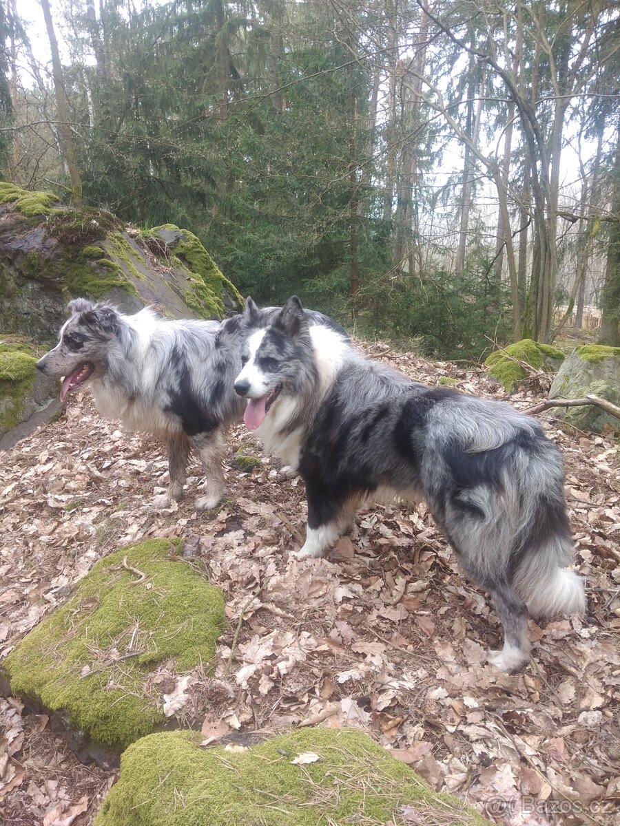 Border kolie -krytí - 8