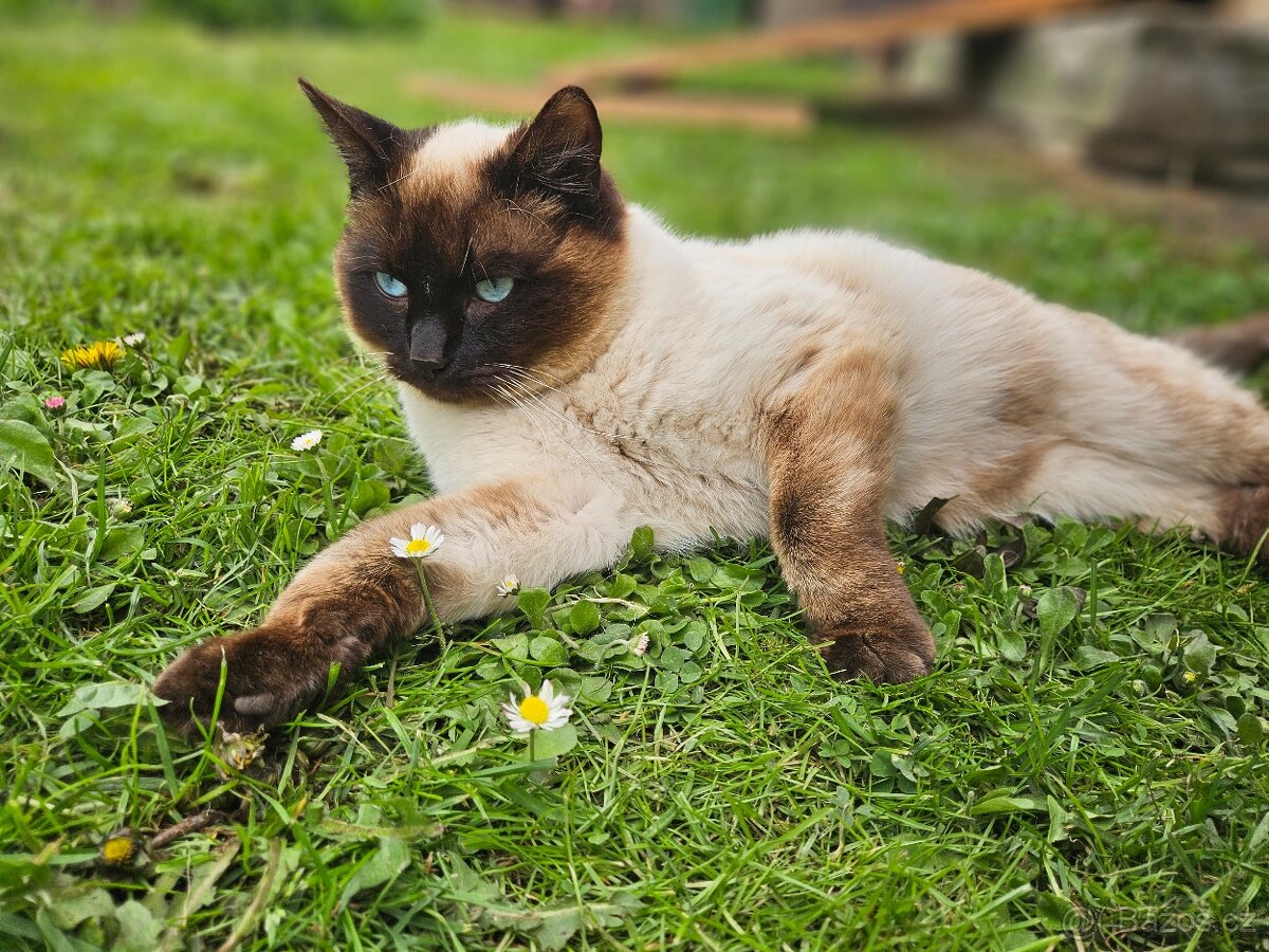 Kříženci Ragdoll - 8