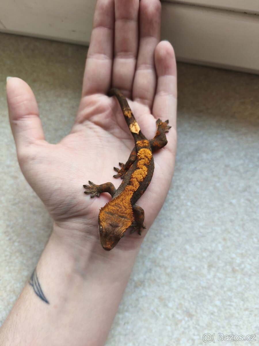 Pagekon řasnatý 0.1 - 8