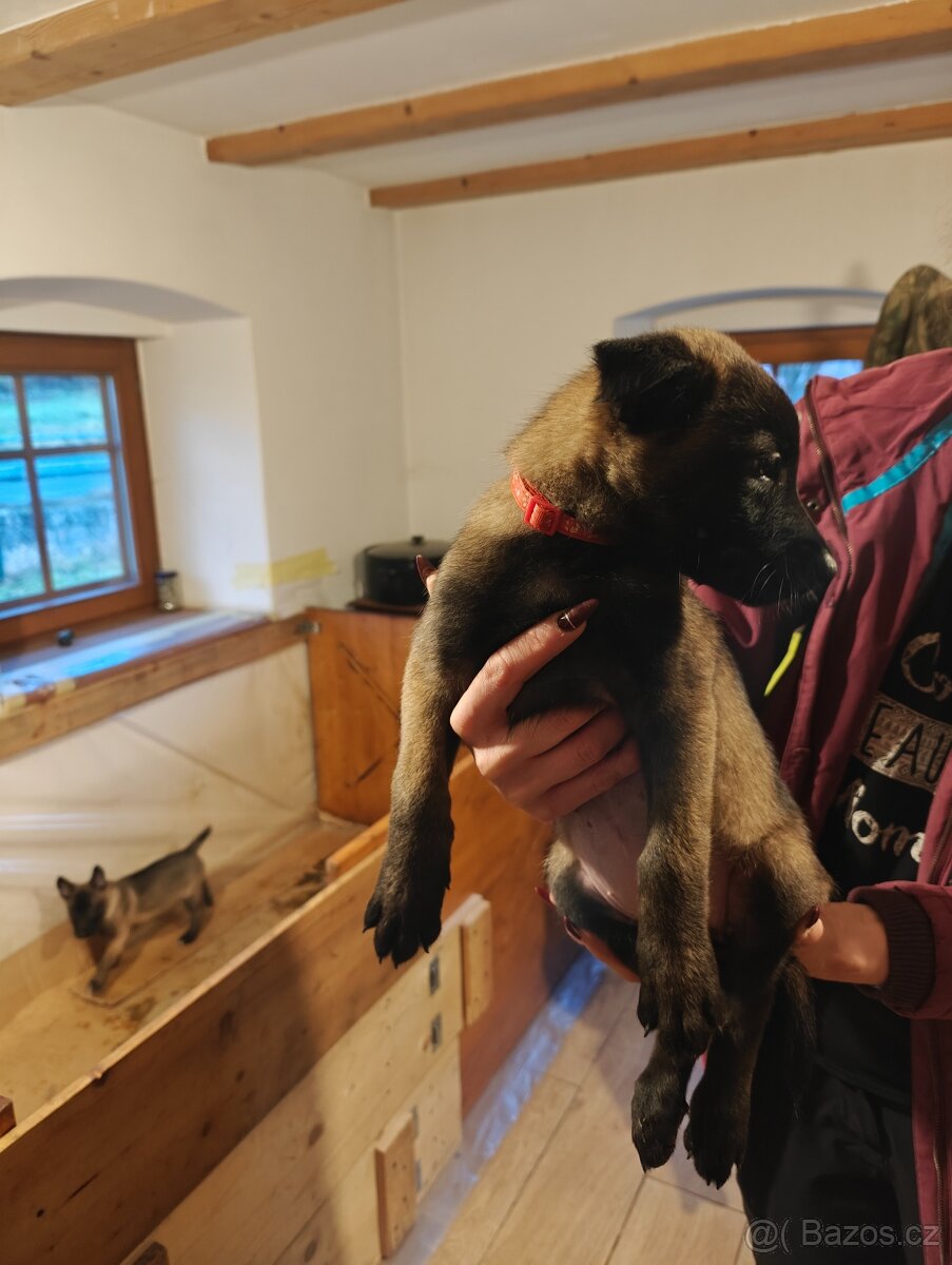 BELGICKÝ OVČÁK MALINOIS - 8