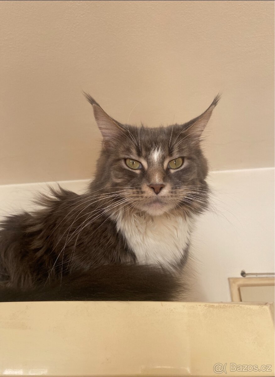 Mainská mývalí koťátka - 8