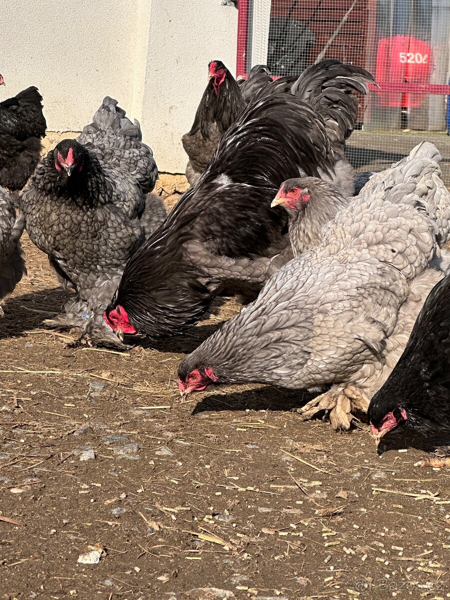 Brahmánka velká modrá a černá - 8