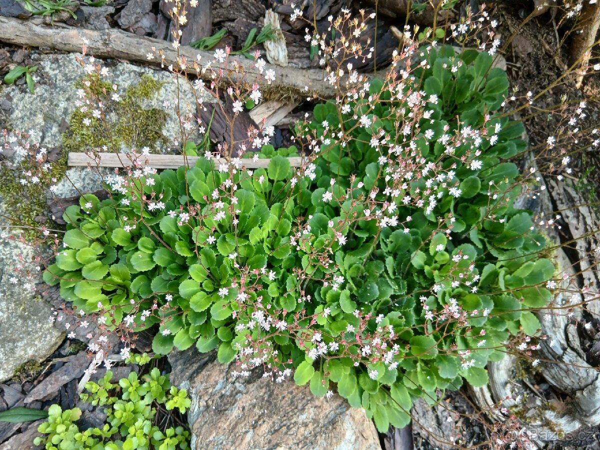 Přebytky ze zahrady - 8