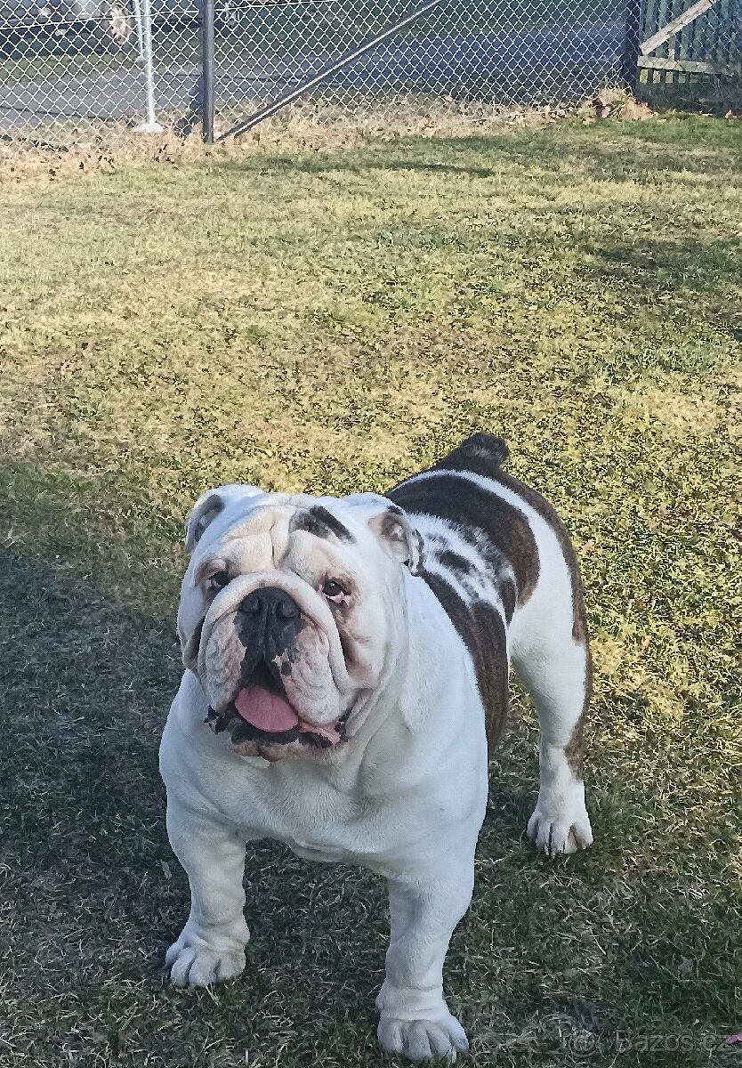 Anglický buldok ke krytí s PP - 8
