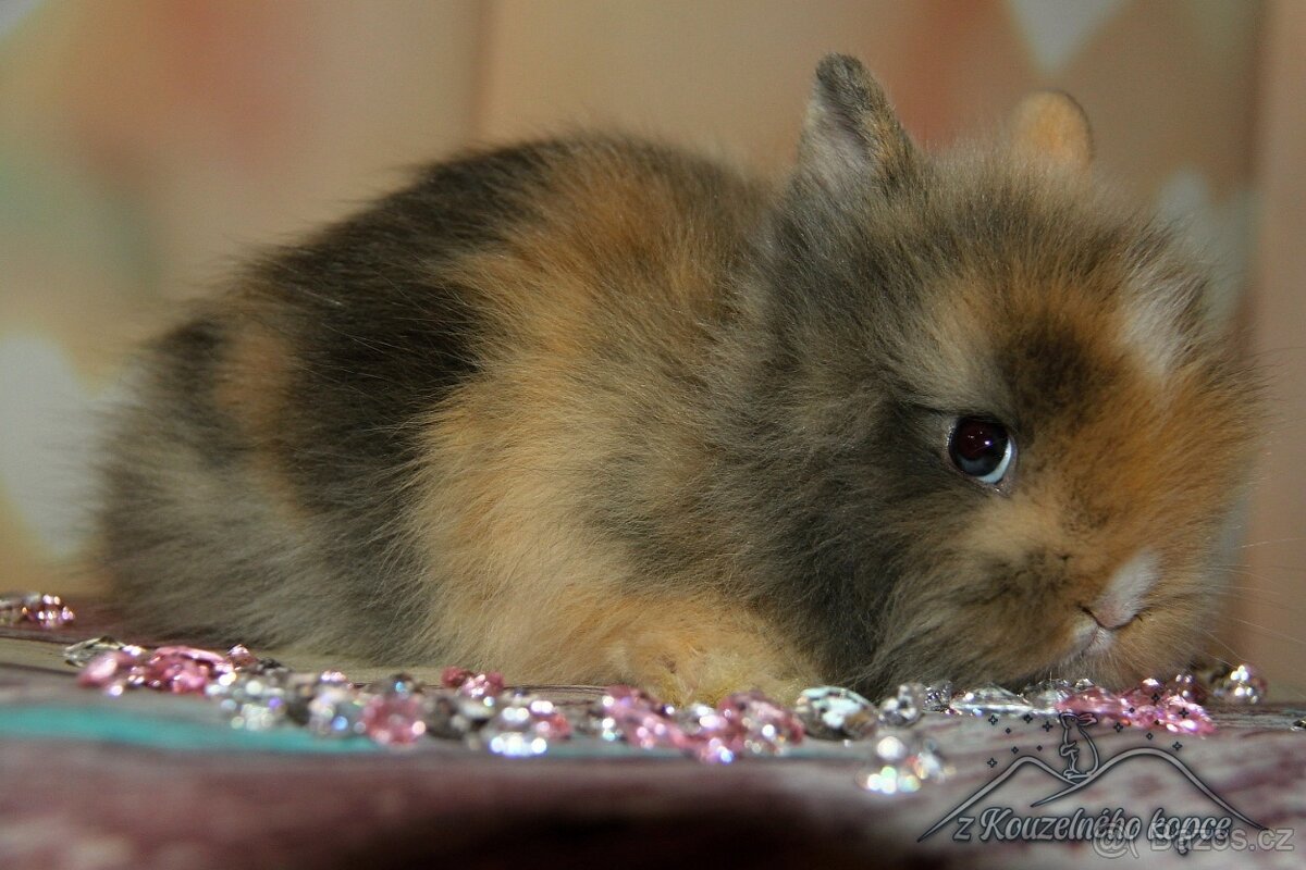 Zakrslí králíčci Teddy s VP -> doprava po ČR zajištěna - 8