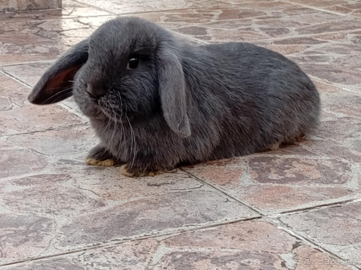 Samička Zakrslý Beránek MiniLop ❤️❤️🍑 - 8