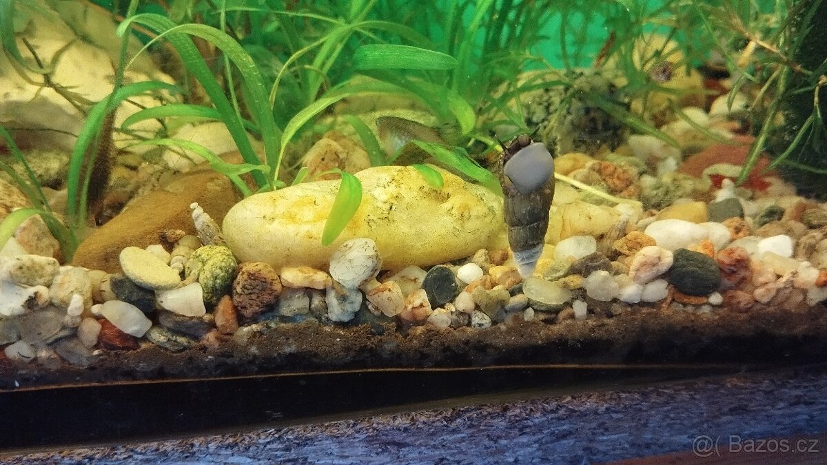 Prodám akvarijní rostliny, jávský mech a piskořky věžovité - 8