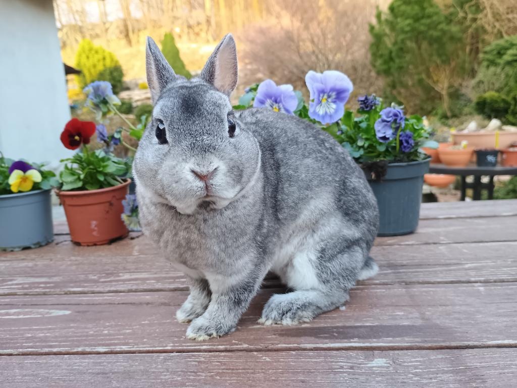 Zakrslý rex činčilový - 8