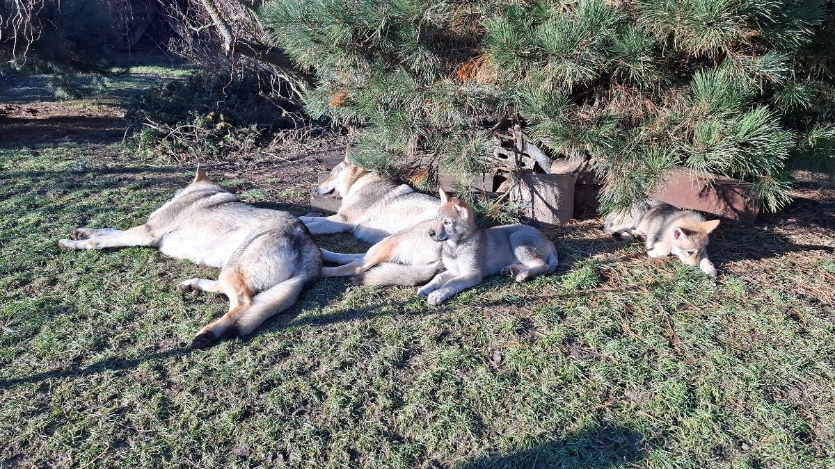 Československý vlčák s PP, BENEDIKT - 8