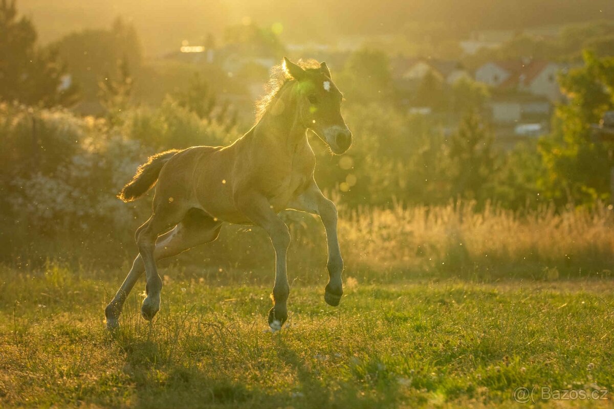REZERVACE - Welsh Cob hřebeček - 8