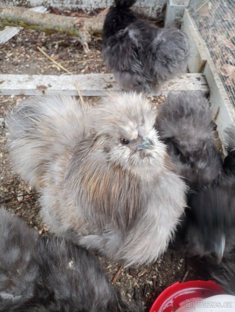 Slepicka a kohoutek hedvábnička modrá - 8