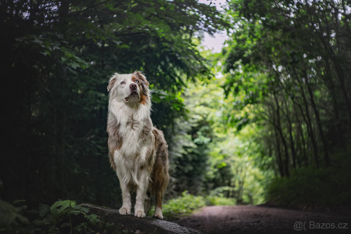 CZJ Tessar 50/2,8 M42 - 8