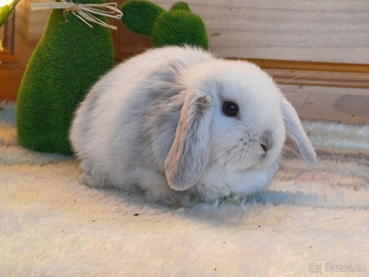 samička - minilopa - 8