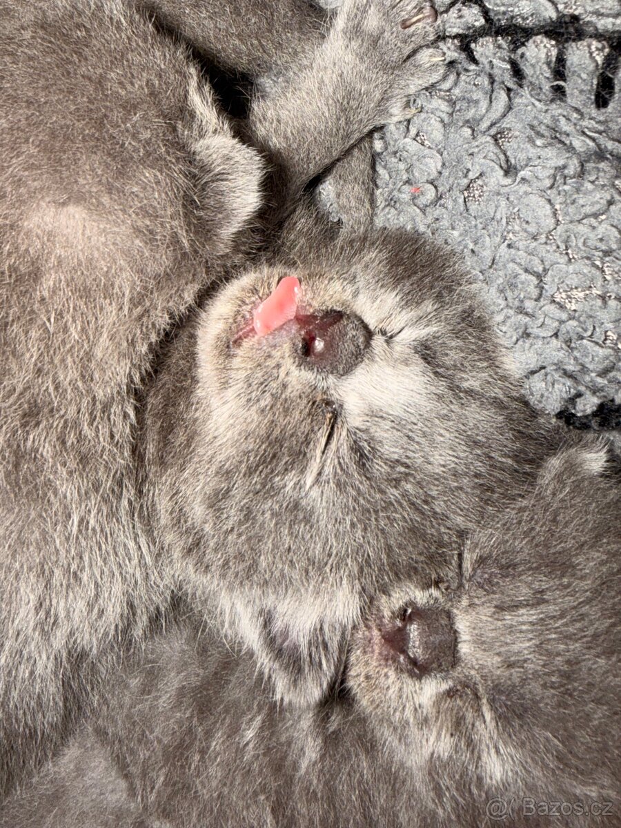 Britské koťata - 8