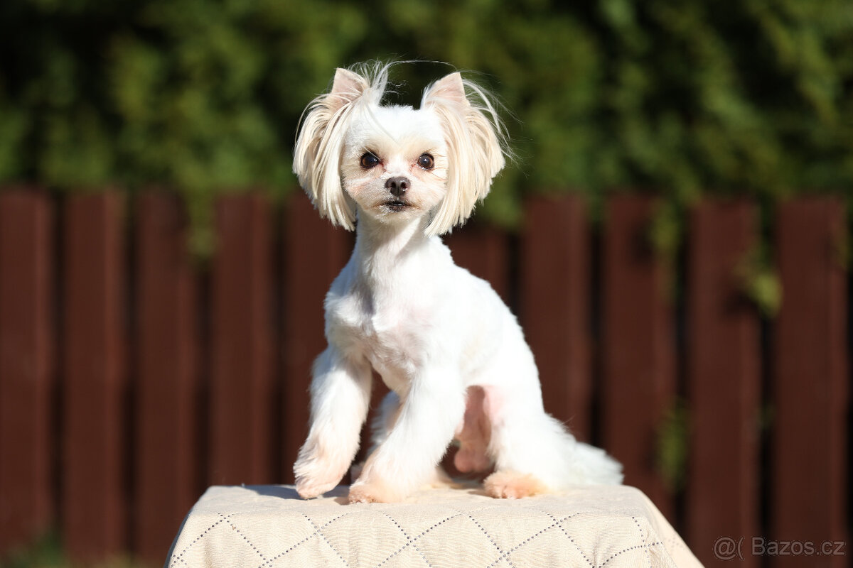 Jorkšírský teriér sněhobílá holčička Nutellka, s PP, York - 8