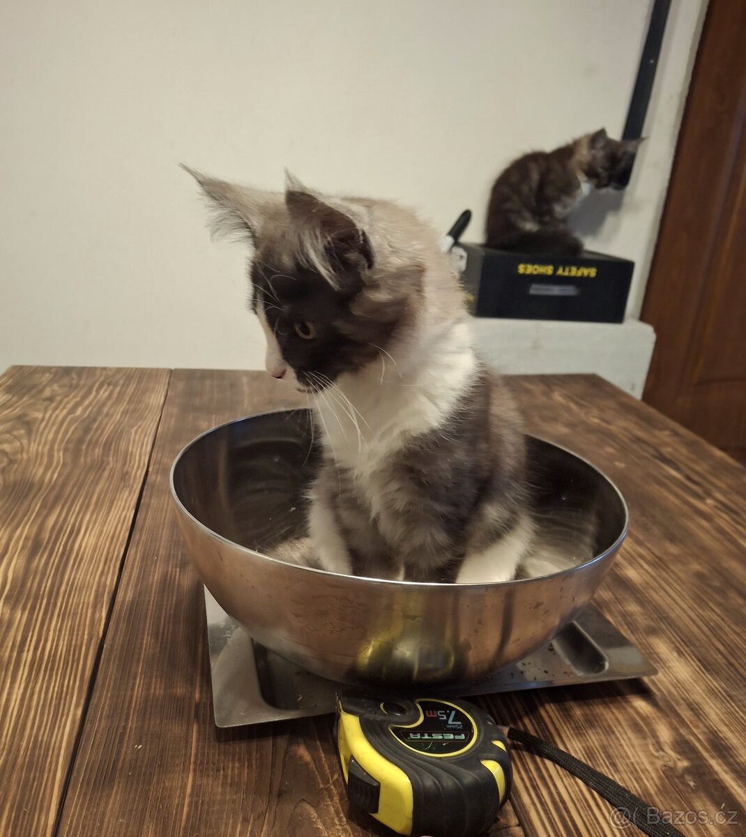 Mainská Mývalí - 8