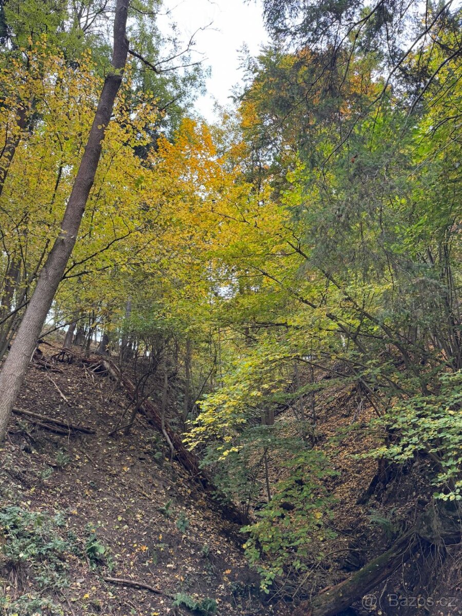 Prodej lesního pozemku k.ú. Přísečná - 8